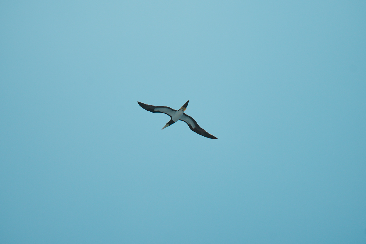 圖片 (_DSC1540.jpeg)