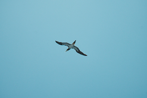 圖片 (_DSC1540.jpeg)