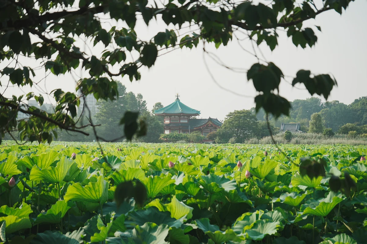 圖片 (_DSC2886.jpeg)