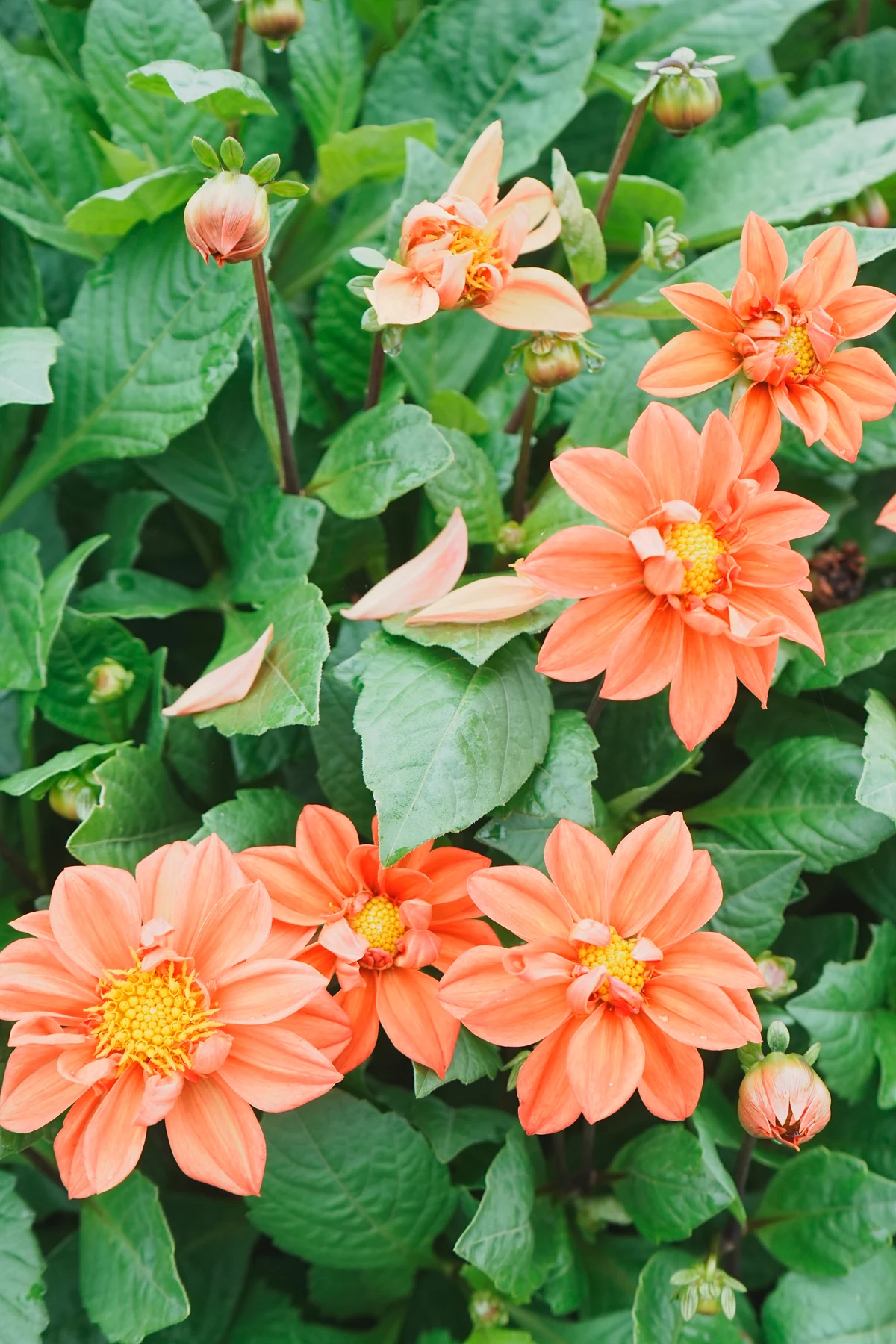 圖片 (_DSC4381.jpeg)