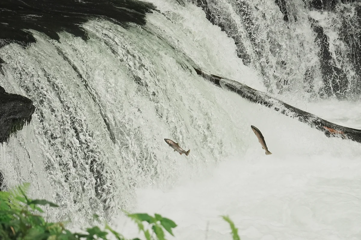 圖片 (_DSC4956.jpeg)