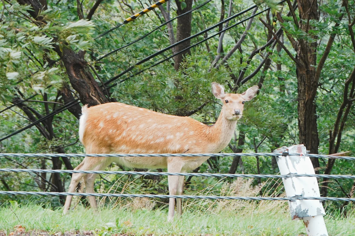 圖片 (_DSC5629.jpeg)