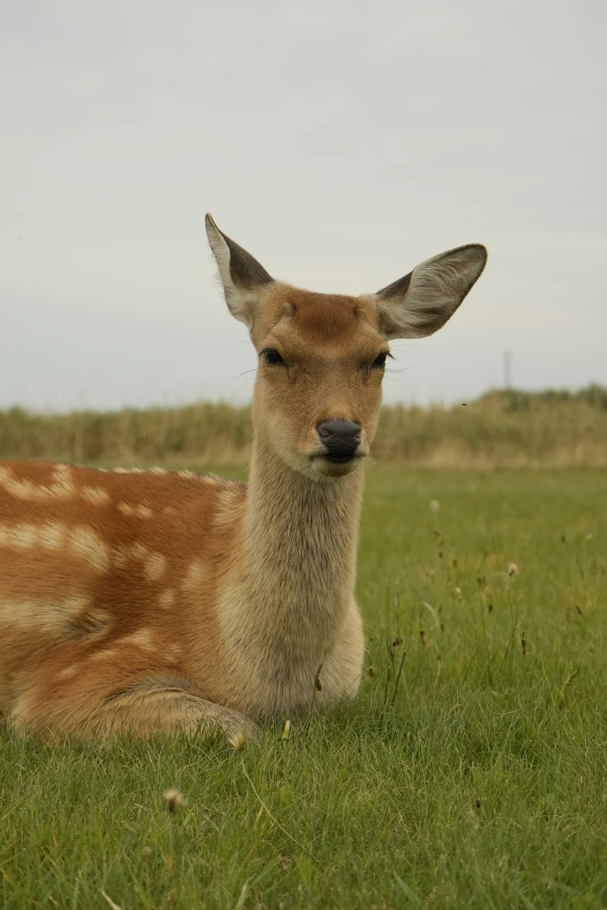 圖片 (_DSC6291.jpeg)