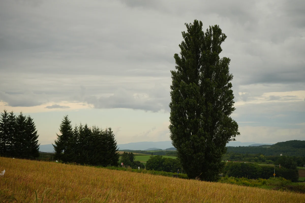 圖片 (_DSC6802.jpeg)