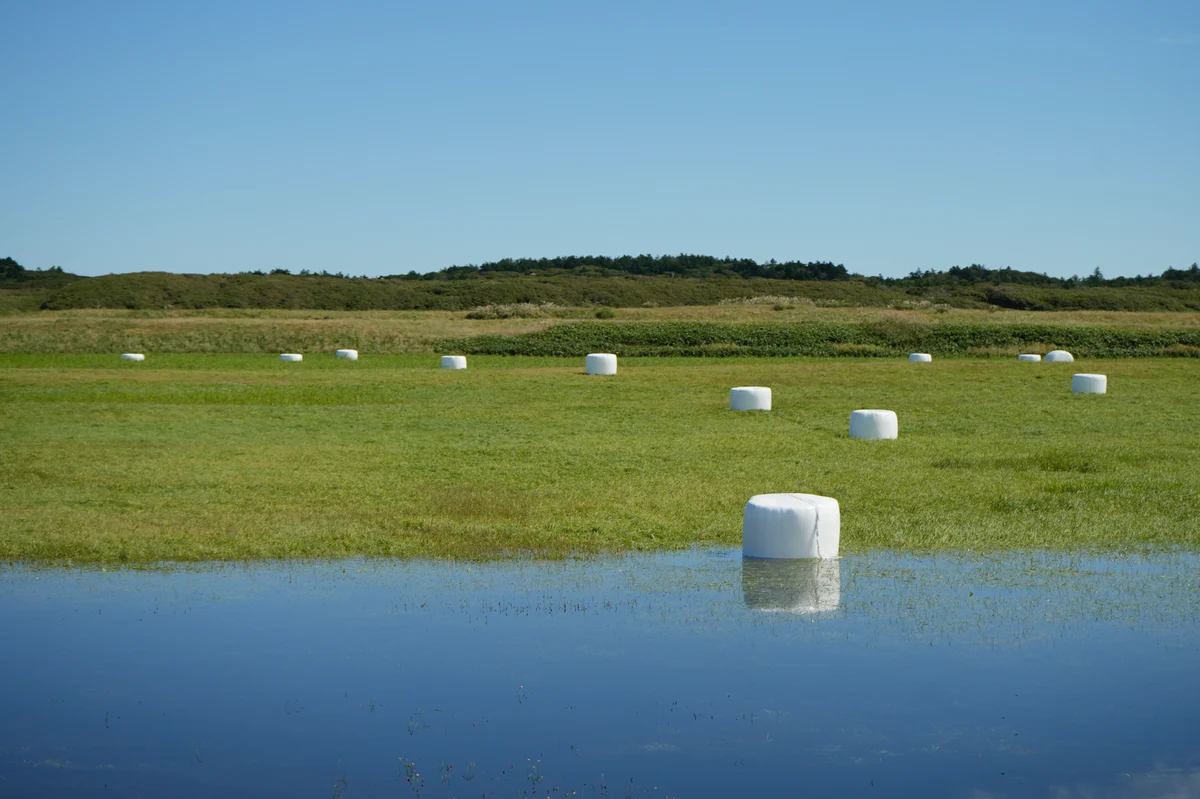 圖片 (_DSC6677.jpeg)