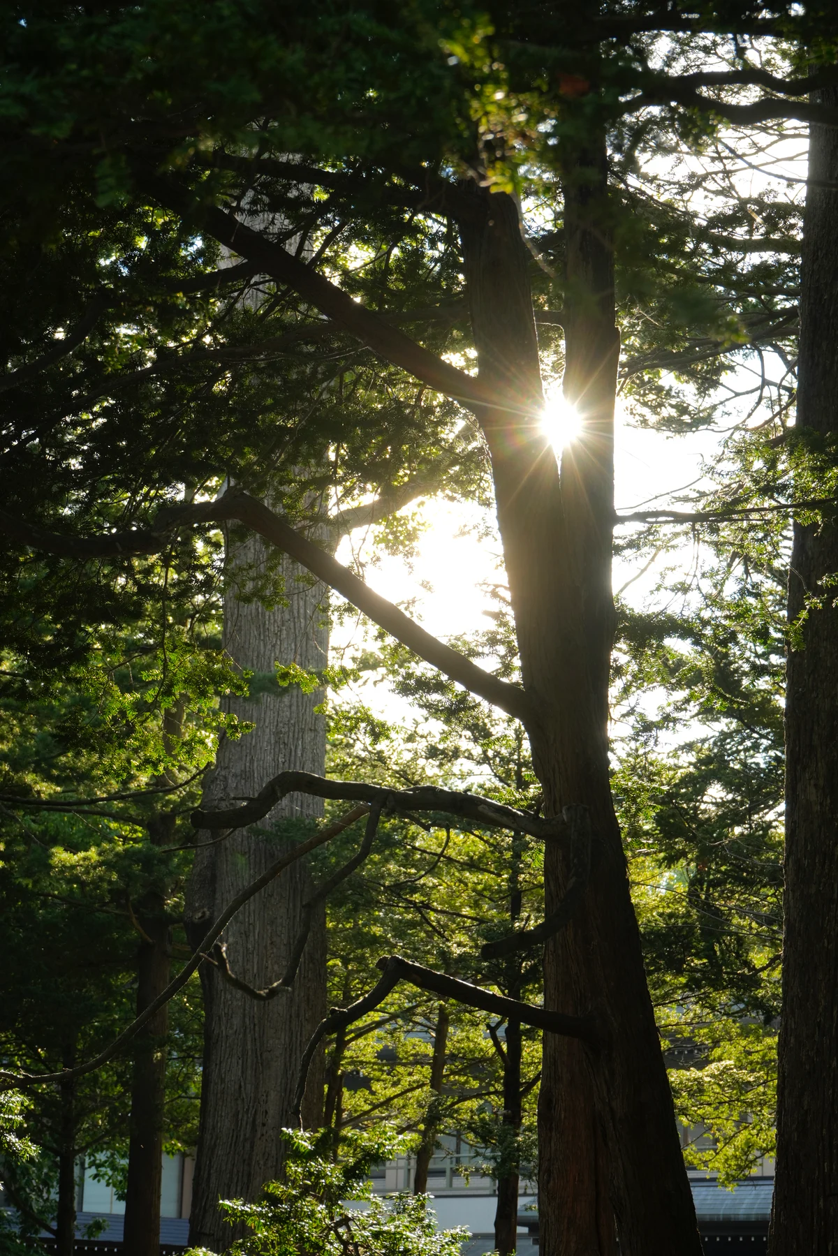 圖片 (_DSC7190.jpg)