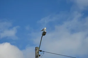 DSC4562